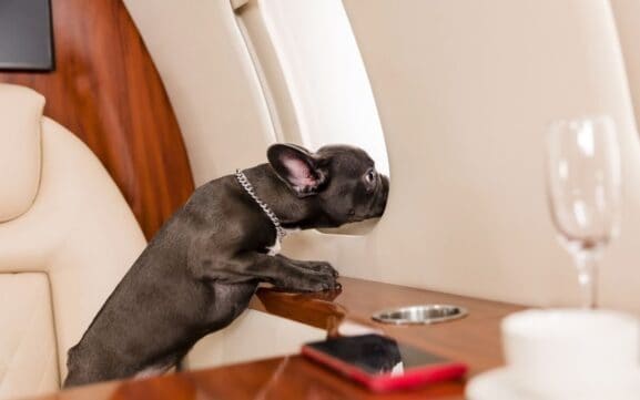 Private Jet Charter with Pets