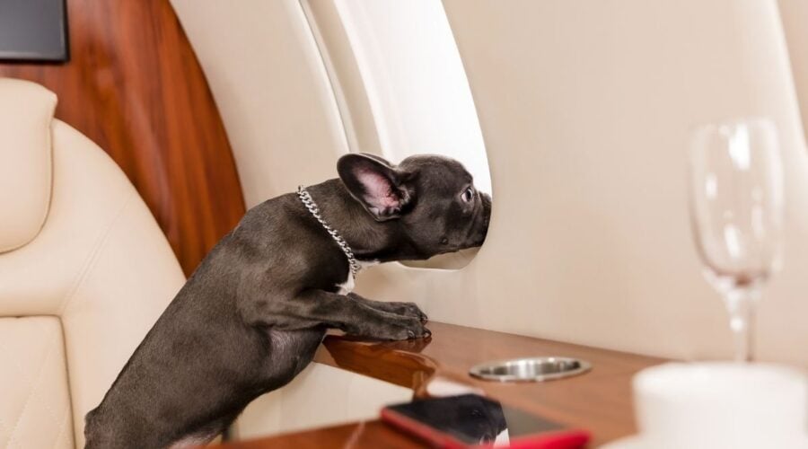 Private Jet Charter with Pets: Complete Guide to Flying